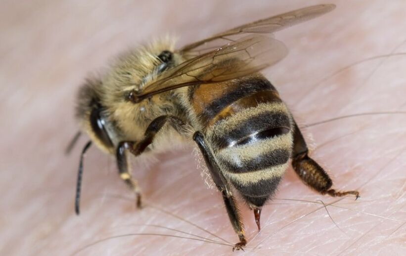 укуси бджіл для збільшення члена